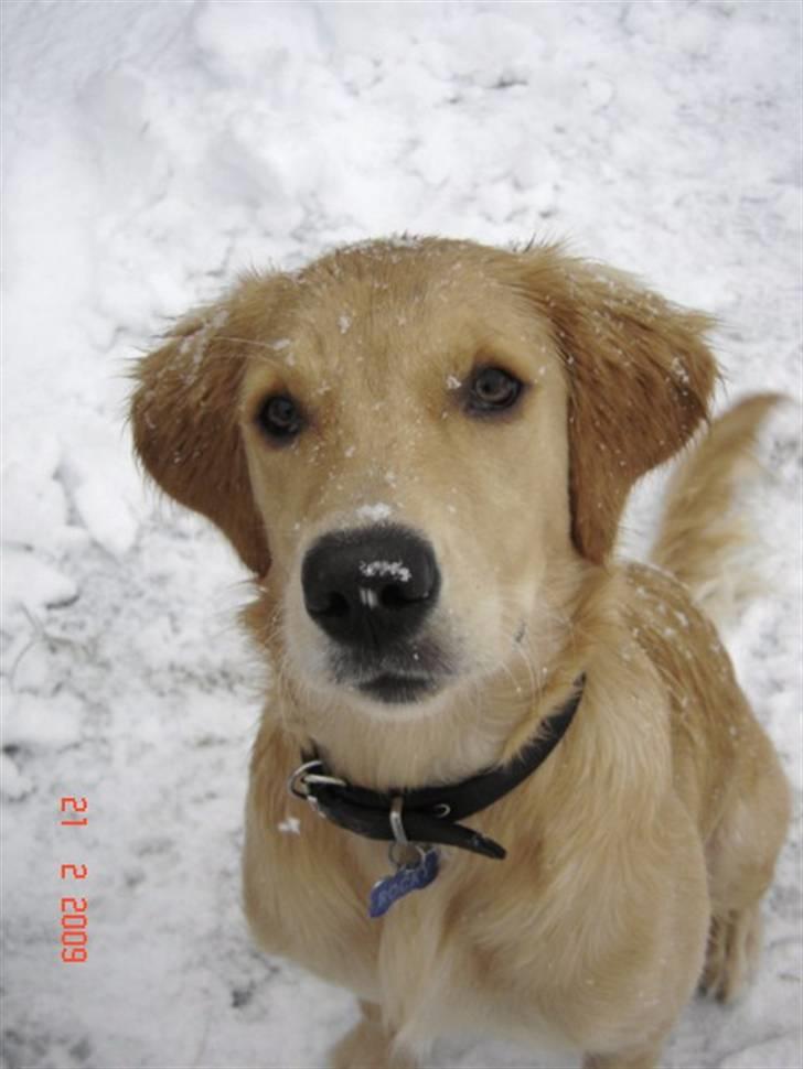 Golden retriever  Rocky billede 15