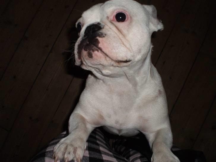 Fransk bulldog Abbey - Igen mig og Alexander.. billede 4