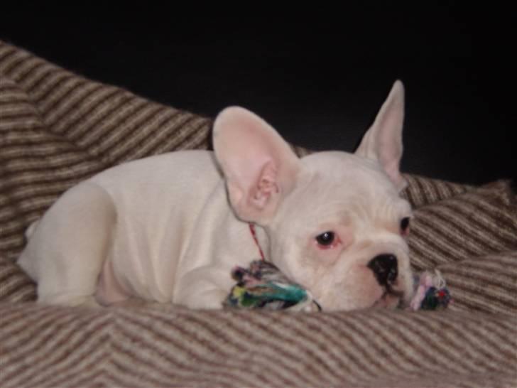 Fransk bulldog Abbey - Keder mig lidt, men ooorker ik at rejse mig .. :) billede 5