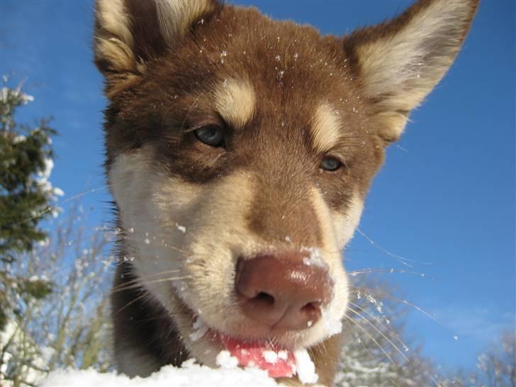 Finsk hyrdehund Russjkat R.I.P billede 14