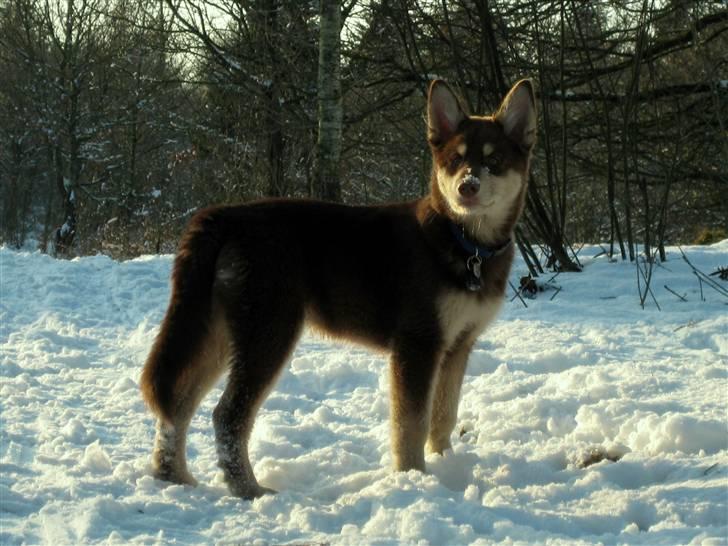 Finsk hyrdehund Russjkat R.I.P - 5 måneder billede 15