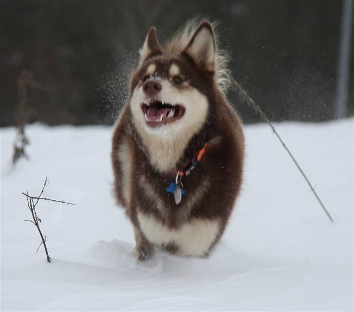 Finsk hyrdehund Russjkat R.I.P - Den altid glade hund billede 16