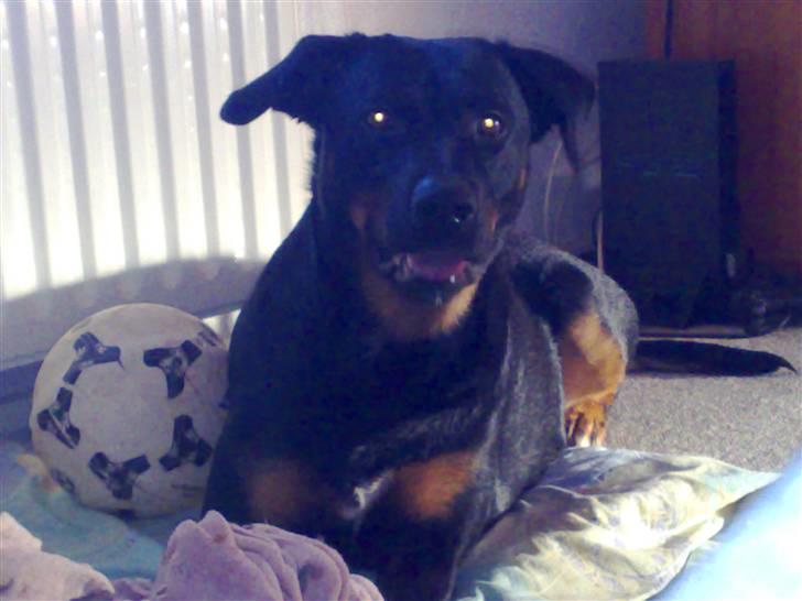 Rottweiler Bella billede 1