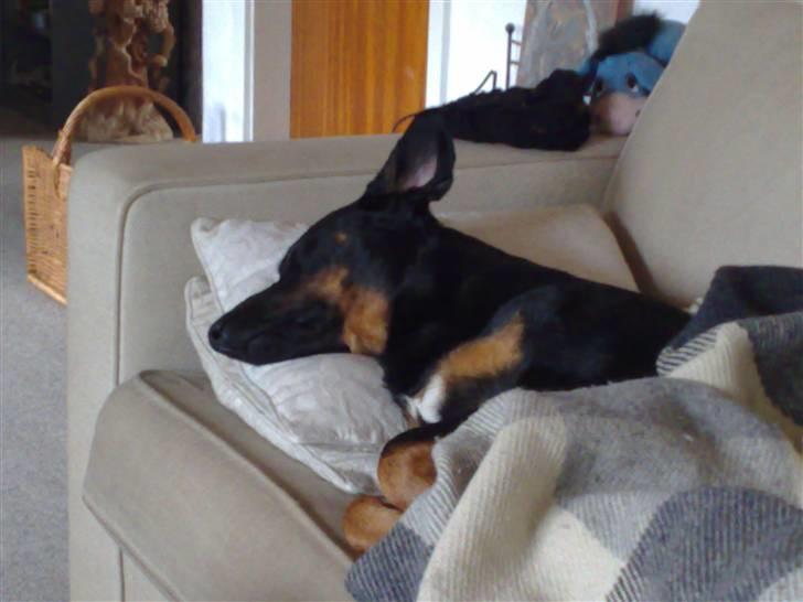 Rottweiler Bella - Dejligt at putte i sofaen billede 2