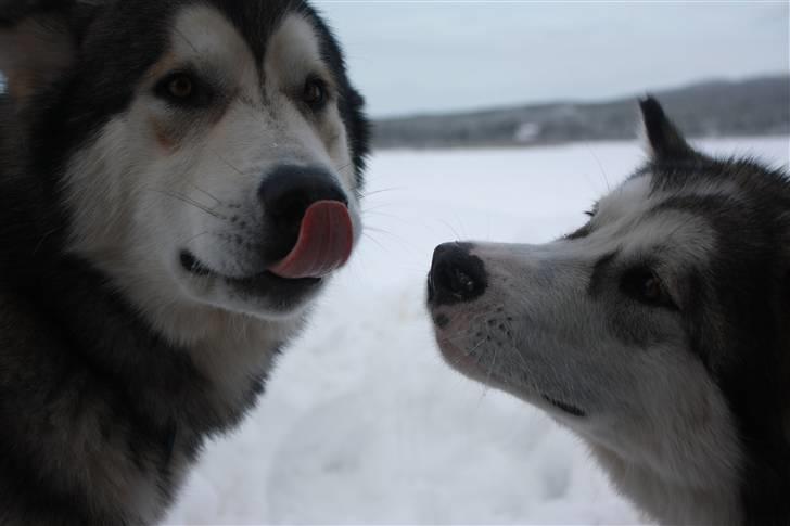 Alaskan malamute Moon song´s Tan Gaby DKCH billede 17