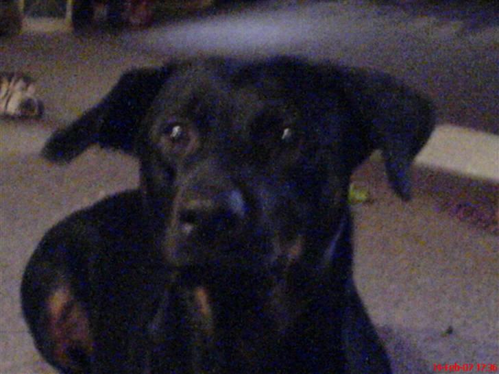 Rottweiler Bella billede 3