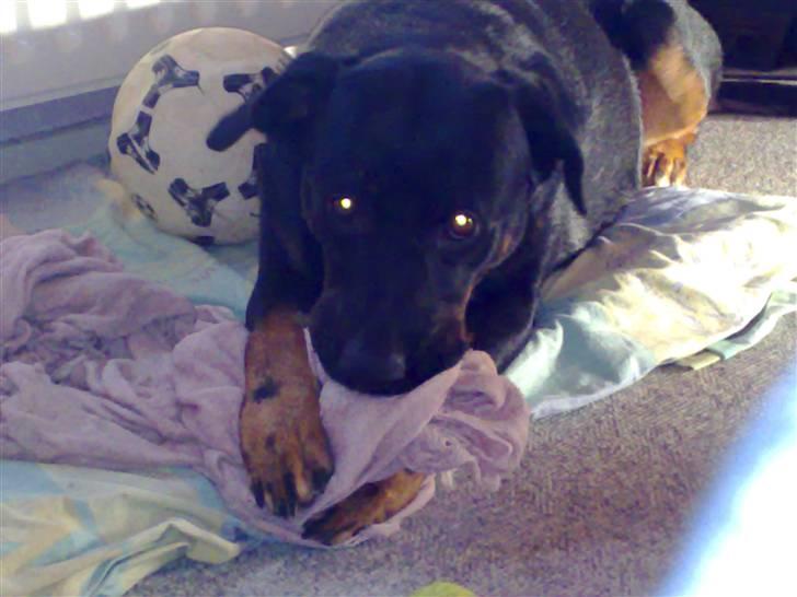 Rottweiler Bella - Dette er min sutteklud ! billede 4