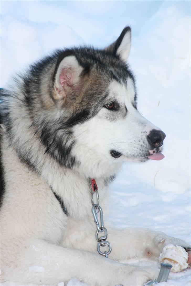 Alaskan malamute Moon song´s Tan Gaby DKCH billede 18