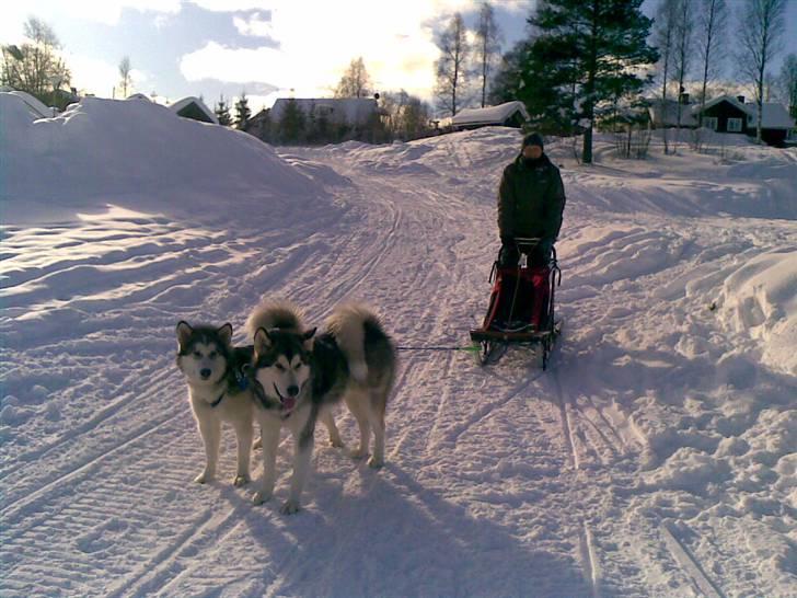 Alaskan malamute Moon song´s Tan Gaby DKCH billede 19