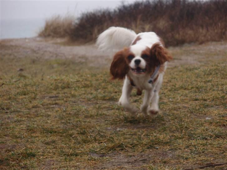 Cavalier king charles spaniel Vanilla - Vanilla kommer i fuld-fart ned til mig! <3 :D  billede 19