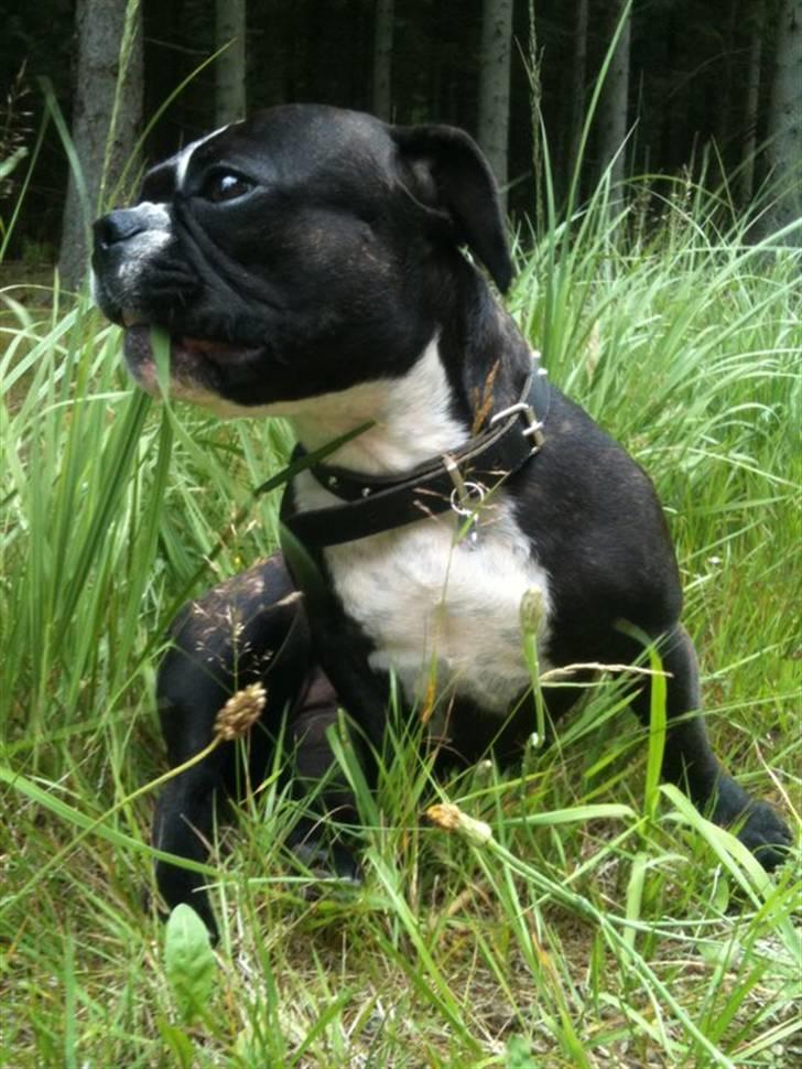 Fransk bulldog Tulle billede 1