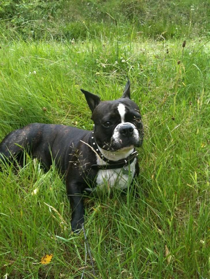 Fransk bulldog Tulle billede 2