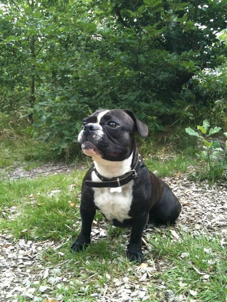 Fransk bulldog Tulle billede 3