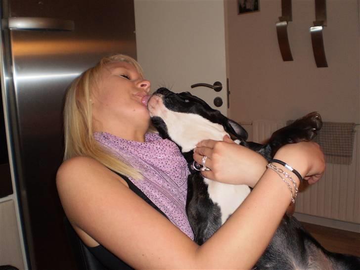 Fransk bulldog Tulle billede 4