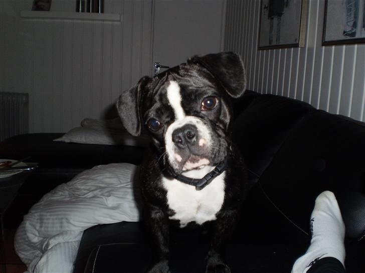 Fransk bulldog Tulle billede 5