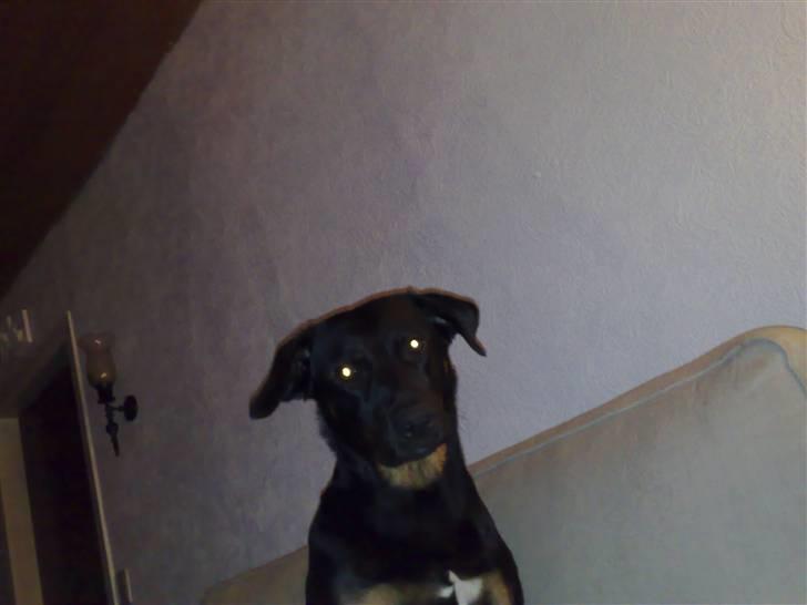 Rottweiler Bella billede 5