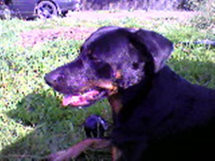 Rottweiler Bella billede 6