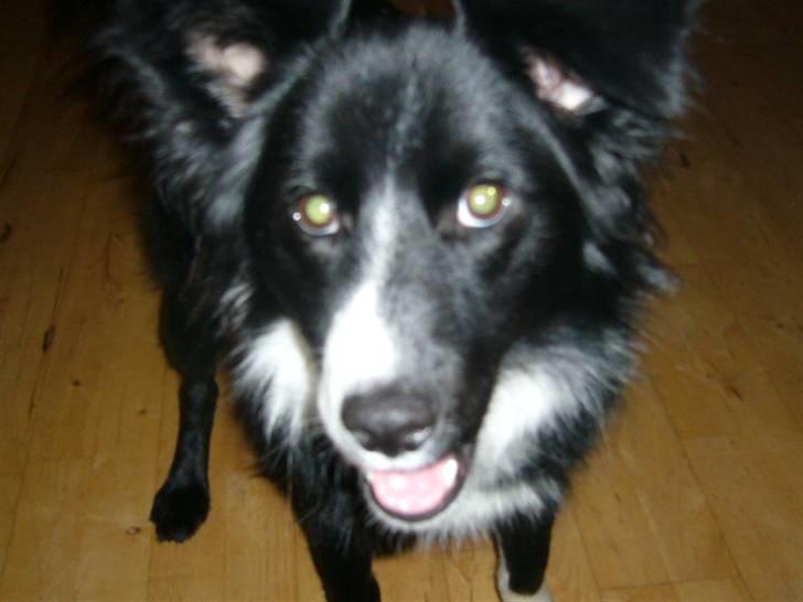 Islandsk fårehund Trico - søde andreas jeg kigge lige på dig er ikk okay vuff  16mdr billede 10