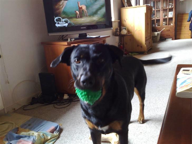 Rottweiler Bella - det er så dejligt når nogle vil kaste bold billede 7