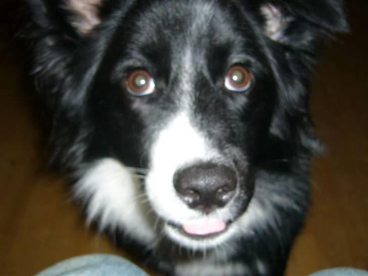 Islandsk fårehund Trico - smiler lige til dig dig far 16mdr billede 11