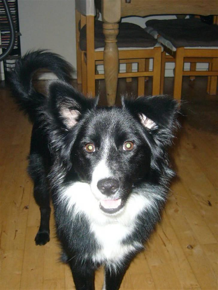 Islandsk fårehund Trico - heh du må ikk se min mund 16mdr billede 12