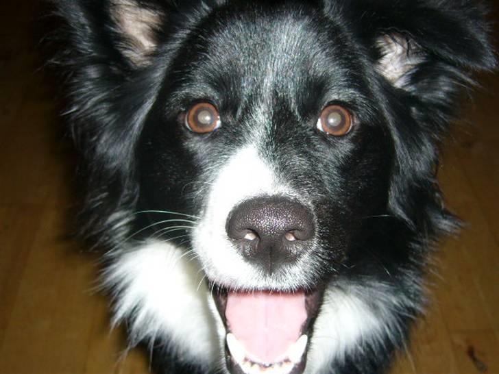 Islandsk fårehund Trico - hey andreas 16 mdr billede 13