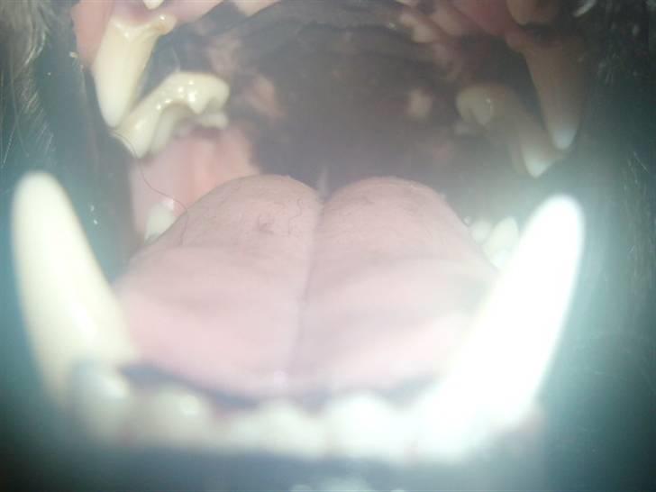 Islandsk fårehund Trico - se lige min mund 16 mdr billede 14