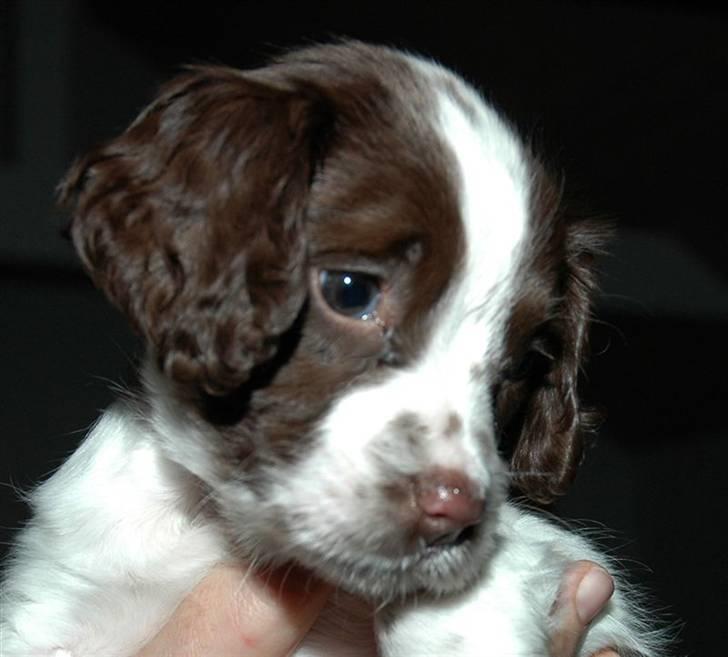 Field Trial spaniel Emma - Velkommen til Emma´s profil (-: billede 1