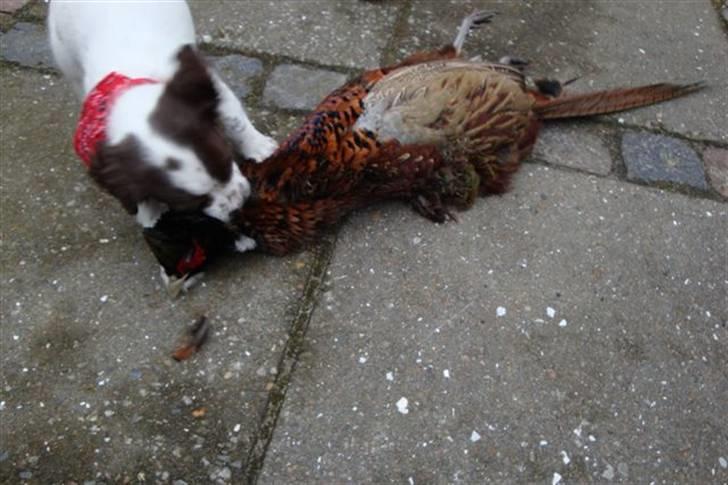 Field Trial spaniel Emma billede 3