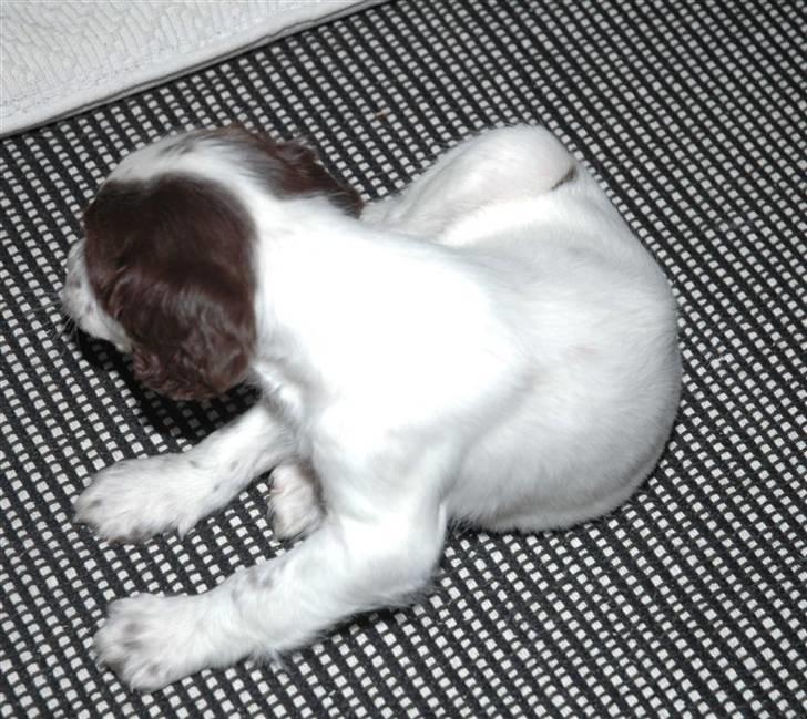 Field Trial spaniel Emma billede 5