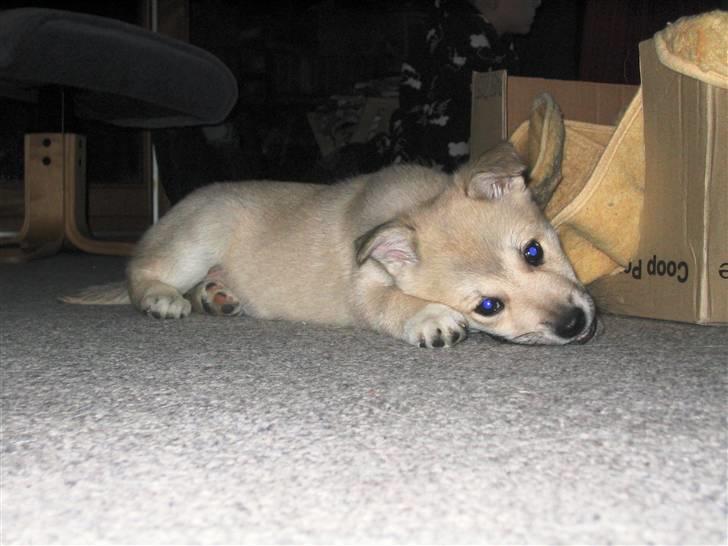 Norsk buhund Akita *Himmel hund* - Første dag hjemme. 8 Uger billede 18