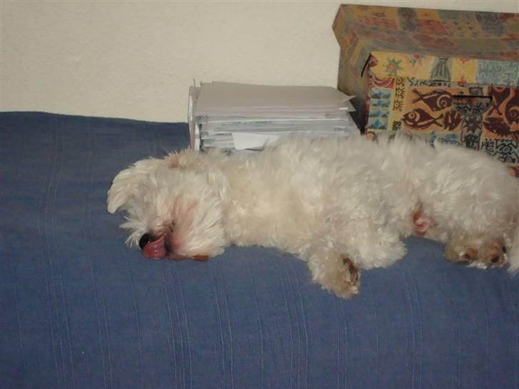 Coton de tulear Spooky (Falkon's Cosmo) billede 17