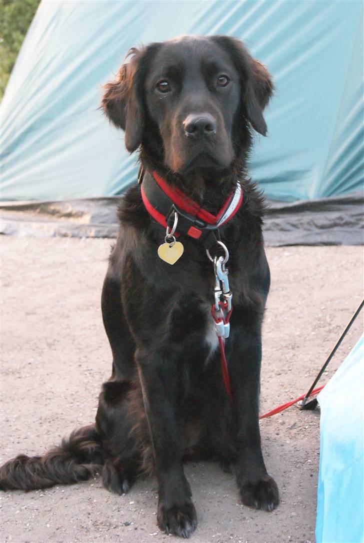 Blanding af racer Molly (lab/kleinermünster billede 5