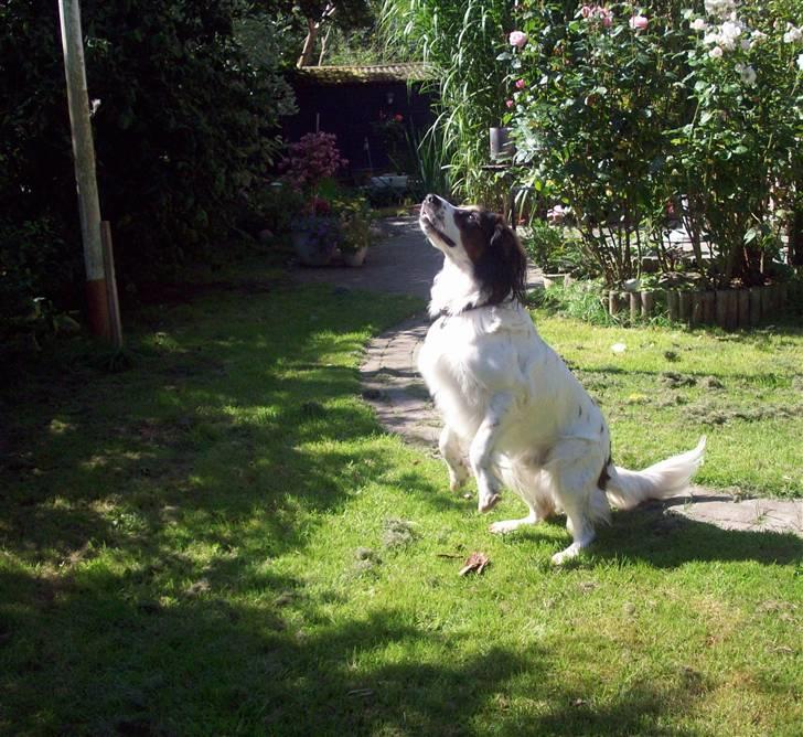 Blanding af racer Balder billede 10