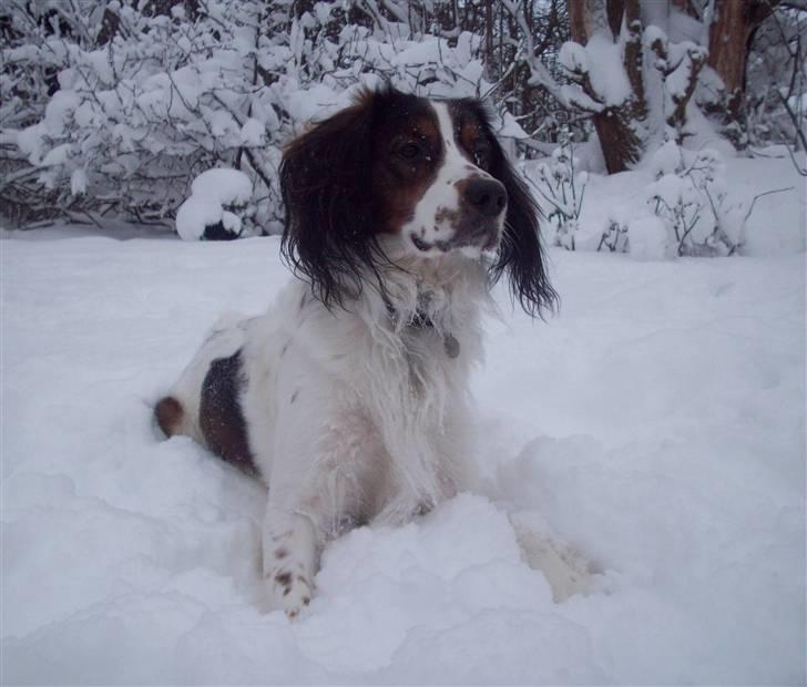 Blanding af racer Balder billede 12