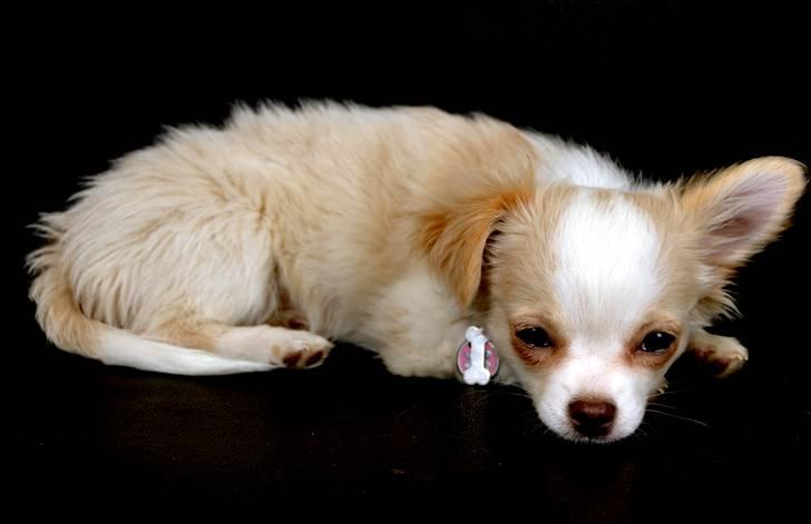 Chihuahua Diva Aka Pølsen billede 15