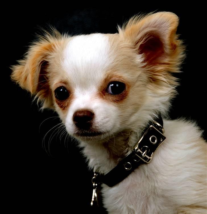 Chihuahua Diva Aka Pølsen billede 16