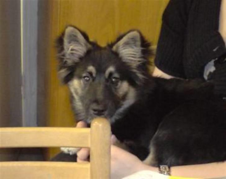 Islandsk fårehund Fenja    billede 15