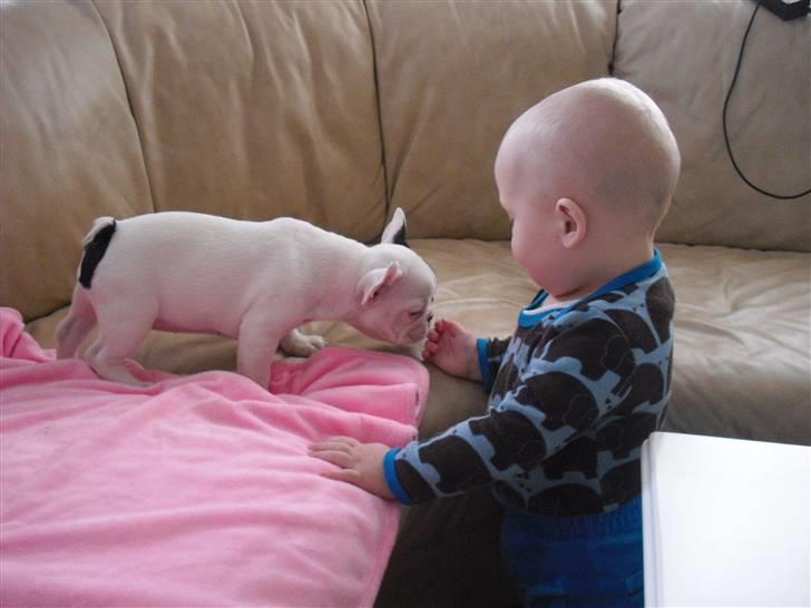 Fransk bulldog Chleo billede 8