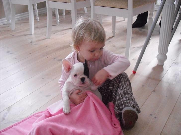 Fransk bulldog Chleo billede 9