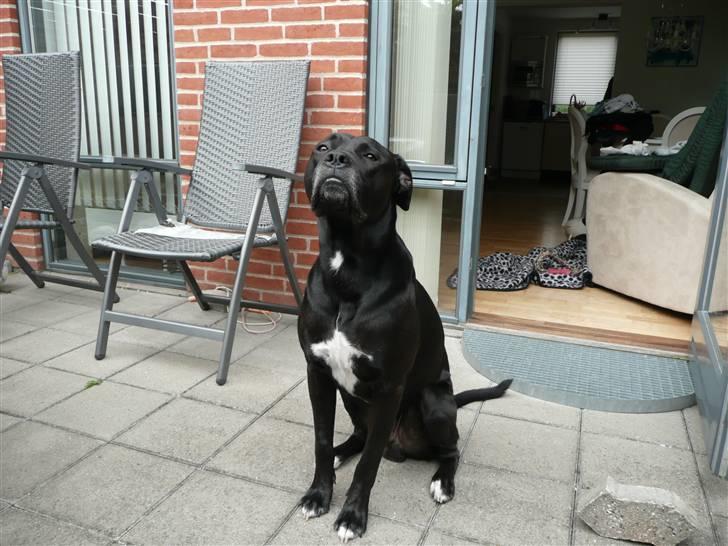 Blanding af racer Koda - sommer 2008 billede 20