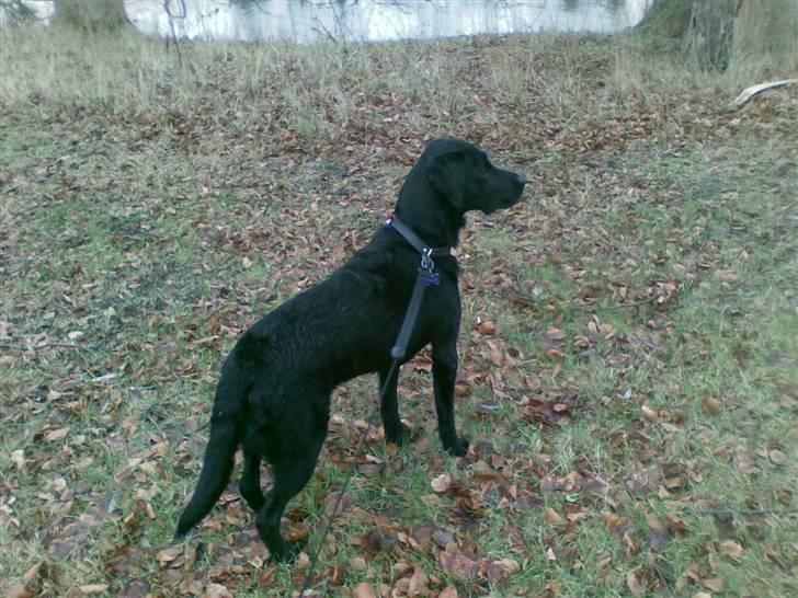 Labrador retriever Pelle - pelle har fået øje på et par ænder billede 1