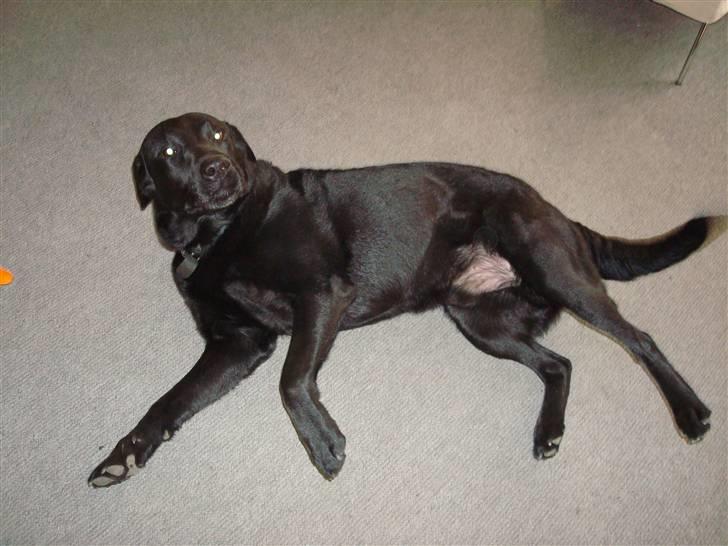 Labrador retriever Pelle - Gider du lige nusse min mave billede 2