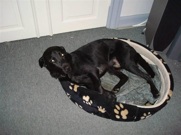 Labrador retriever Pelle - hey jeg ligger alså lige og sover billede 3