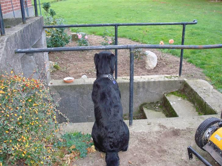 Labrador retriever Pelle - pelle sidder og skammer sig billede 4