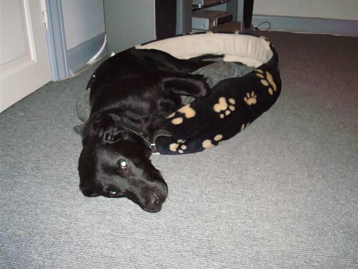 Labrador retriever Pelle - ej jeg er trat ik flere bilder nu billede 5