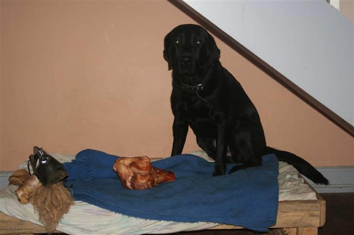 Labrador retriever Pelle - meget stolt med sit store nye kødben billede 6