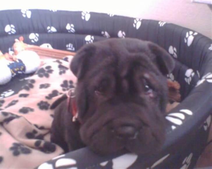 Shar pei Tequila *DØD* billede 18