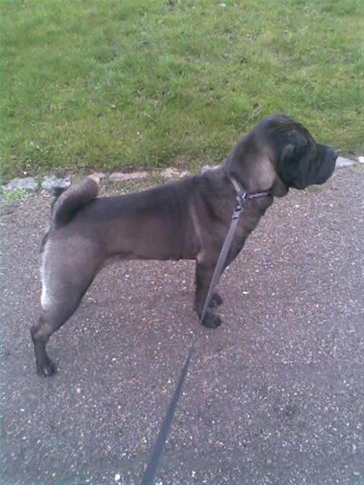 Shar pei Tequila *DØD* billede 19