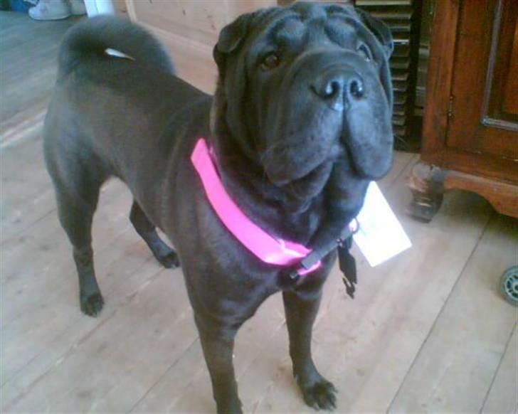 Shar pei Tequila *DØD* billede 20